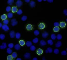 CD8 alpha  was detected in immersion fixed human peripheral blood mononuclear cells (PBMCs) using Mouse Anti-Human CD8 alpha  Alexa Fluor® 488‑conjugated Monoclonal Antibody (Catalog # FAB1509G; green) at 10 µg/mL for 3 hours at room temperature. Cells were counterstained with DAPI (blue). Specific staining was localized to cell surfaces. View our protocol for Fluorescent ICC Staining of Non-adherent Cells.