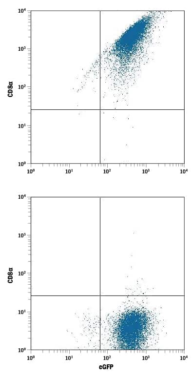 NS0 mouse myeloma cell line transfected with (A) cotton rat CD8a or (B) irrelevant transfectants and eGFP was stained with Mouse Anti-Cotton Rat CD8a Alexa Fluor® 700-conjugated Monoclonal Antibody (Catalog # FAB7080N). Quadrant markers were set based on control antibody staining (Catalog # IC003N). View our protocol for Staining Membrane-associated Proteins.