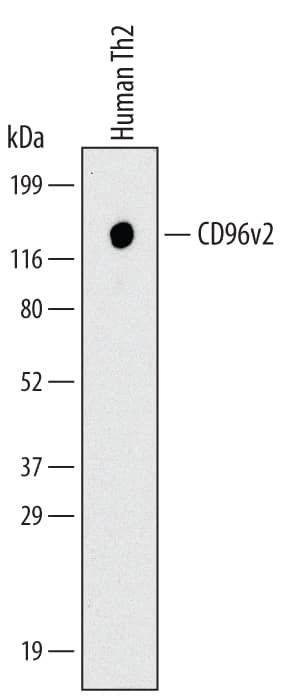 Western blot shows lysates of human Th2 cells. PVDF Membrane was probed with 2 µg/mL of Mouse Anti-Human CD96v2 Monoclonal Antibody (Catalog # MAB61991) followed by HRP-conjugated Anti-Mouse IgG Secondary Antibody (Catalog # HAF007). A specific band was detected for CD96v2 at approximately 130 kDa (as indicated). This experiment was conducted under non-reducing conditions and using Immunoblot Buffer Group 1.