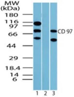 Western Blot: CD97 Antibody [NBP2-24552] - Analysis of human Leukocyte Antigen CD97 in K562 cell lysate in the 1) absence and 2) presence of immunizing peptide, and 3) NIH 3T3 cell lysate using NBP2-24552 at 4 ug/ml.