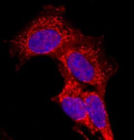 CDO was detected in immersion fixed C2C12 mouse myoblast cell line using Sheep Anti-Human CDO Antigen Affinity-purified Polyclonal Antibody (Catalog # AF4384) at 10 µg/mL for 3 hours at room temperature. Cells were stained using the NorthernLights™ 557-conjugated Anti-Sheep IgG Secondary Antibody (red; NL010) and counterstained with DAPI (blue). Specific staining was localized to cell membranes. View our protocol for Fluorescent ICC Staining of Cells on Coverslips.