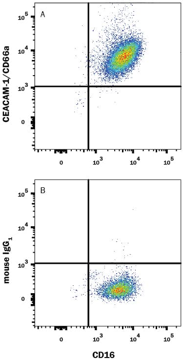 Human peripheral blood granulocytes were stained with Mouse Anti-Human Fc gamma RIII (CD16) CFS-conjugated Monoclonal Antibody (Catalog # FAB2546F) and either (A) Mouse Anti-Human CEACAM-1/CD66a PE-conjugated Monoclonal Antibody (Catalog # FAB2244P) or (B) Mouse IgG1Phycoerythrin Isotype Control (Catalog # IC002P). View our protocol for Staining Membrane-associated Proteins.