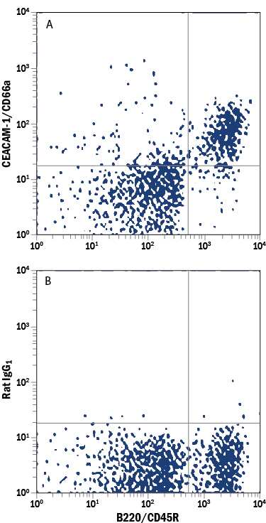 Mouse splenocytes were stained with Rat Anti-Mouse B220/CD45R PE-conjugated Monoclonal Antibody (Catalog # FAB1217P) and either (A) Rat Anti-Mouse CEACAM-1/CD66a APC-conjugated Monoclonal Antibody (Catalog # FAB6480A) or (B) Rat IgG1Allophycocyanin Isotype Control (Catalog # IC005A). View our protocol for Staining Membrane-associated Proteins.