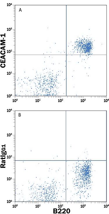 Mouse splenocytes were stained with Rat Anti-Mouse B220/CD45R APC-conjugated Monoclonal Antibody (Catalog # FAB1217A) and either (A) Rat Anti-Mouse CEACAM-1/CD66a PE-conjugated Monoclonal Antibody (Catalog # FAB6480P) or (B) Rat IgG1Phycoerythrin Isotype Control (Catalog # IC005P). View our protocol for Staining Membrane-associated Proteins.