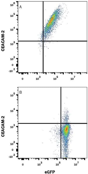 HEK293 human embryonic kidney cell line transfected with either (A) mouse CEACAM-2 or (B) irrelevant transfectants and eGFP was stained with 0.1 µg Rat Anti-Mouse CEACAM-2 Alexa Fluor® 647-conjugated Monoclonal Antibody (Catalog # FAB9214R). Quadrant markers were set based on control antibody staining (Catalog # IC005R). View our protocol for Staining Membrane-associated Proteins.