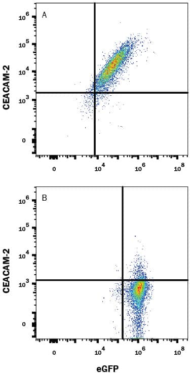 HEK293 human embryonic kidney cell line transfected with either (A) mouse CEACAM-2 or (B) irrelevant transfectants and eGFP was stained with Rat Anti-Mouse CEACAM-2 Monoclonal Antibody (Catalog # MAB9214) followed by Allophycocyanin-conjugated Anti-Rat IgG Secondary Antibody (Catalog # F0113). Quadrant markers were set based on control antibody staining (Catalog # MAB005). View our protocol for Staining Membrane-associated Proteins.