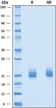 2 μg/lane of Recombinant Human CEACAM‑3 was resolved with SDS-PAGE under reducing (R) and non-reducing (NR) conditions and visualized by Coomassie® blue staining, showing bands at 19‑25 kDa.