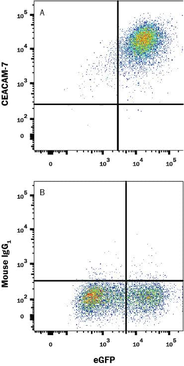 HEK293 human embryonic kidney cell line transfected with human CEACAM-7 and eGFP was stained with either (A) Mouse Anti-Human CEACAM-7 Monoclonal Antibody (Catalog # MAB44781) or (B) Mouse IgG1 Isotype Control (Catalog # MAB002) followed by APC-conjugated Anti-Mouse IgG Secondary Antibody(Catalog # F0101B). View our protocol for Staining Membrane-associated Proteins.