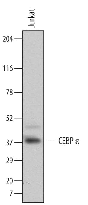 Western blot shows lysates of Jurkat human acute T cell leukemia cell line. PVDF Membrane was probed with 0.5 µg/mL of Mouse Anti-Human CEBP e Monoclonal Antibody (Catalog # MAB6726) followed by HRP-conjugated Anti-Mouse IgG Secondary Antibody (Catalog # HAF007). A specific band was detected for CEBP e at approximately 37 kDa (as indicated). This experiment was conducted under reducing conditions and using Immunoblot Buffer Group 5.