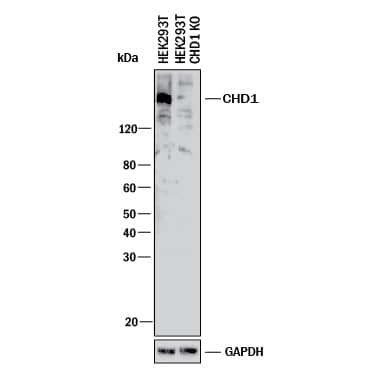 <b>Genetic Strategies Validation. </b>Western blot shows lysates of HEK293T human embryonic kidney parental cell line and CHD1 knockout HEK293T cell line (KO). PVDF membrane was probed with 1 µg/mL of Sheep Anti-Human/Mouse CHD1 Antigen Affinity-purified Polyclonal Antibody (Catalog # AF6195) followed by HRP-conjugated Anti-Sheep IgG Secondary Antibody (Catalog # HAF016). A specific band was detected for CHD1 at approximately 210 kDa (as indicated) in the parental HEK293T cell line, but is not detectable in knockout HEK293T cell line. GAPDH (Catalog # AF5718) is shown as a loading control. This experiment was conducted under reducing conditions and using Immunoblot Buffer Group 1.