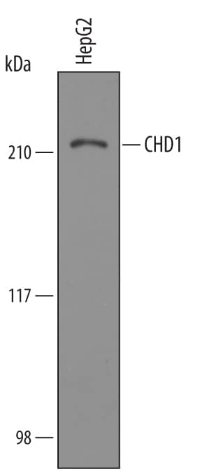 Western blot shows lysates of HepG2 human hepatocellular carcinoma cell line. PVDF Membrane was probed with 1 µg/mL of Sheep Anti-Human/Mouse CHD1 Antigen Affinity-purified Polyclonal Antibody (Catalog # AF6195) followed by HRP-conjugated Anti-Sheep IgG Secondary Antibody (Catalog # HAF016). A specific band was detected for CHD1 at approximately 210 kDa (as indicated). This experiment was conducted under reducing conditions and using Immunoblot Buffer Group 8.