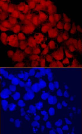 CHD1 was detected in immersion fixed BG01V human embryonic stem cells using Human CHD1 Monoclonal Antibody (Catalog # MAB6195) at 10 µg/mL for 3 hours at room temperature. Cells were stained using the NorthernLights™ 557-conjugated Anti-Mouse IgG Secondary Antibody (red, upper panel; Catalog # NL007) and counterstained with DAPI (blue, lower panel). Specific staining was localized to nuclei. View our protocol for Fluorescent ICC Staining of Cells on Coverslips.