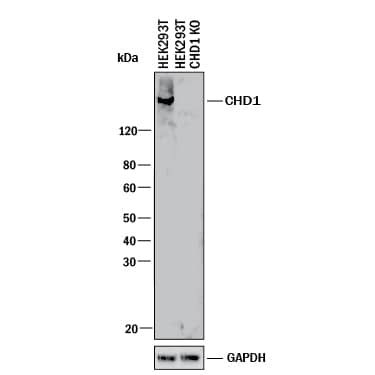 <b>Genetic Strategies Validation. </b>Western blot shows lysates of HEK293T human embryonic kidney parental cell line and CHD1 knockout HEK293T cell line (KO). PVDF membrane was probed with 0.5 µg/mL of Mouse Anti-Human CHD1 Monoclonal Antibody (Catalog # MAB6195) followed by HRP-conjugated Anti-Mouse IgG Secondary Antibody (Catalog # HAF018). A specific band was detected for CHD1 at approximately 210 kDa (as indicated) in the parental HEK293T cell line, but is not detectable in knockout HEK293T cell line. GAPDH (Catalog # MAB5718) is shown as a loading control. This experiment was conducted under reducing conditions and using Immunoblot Buffer Group 1.