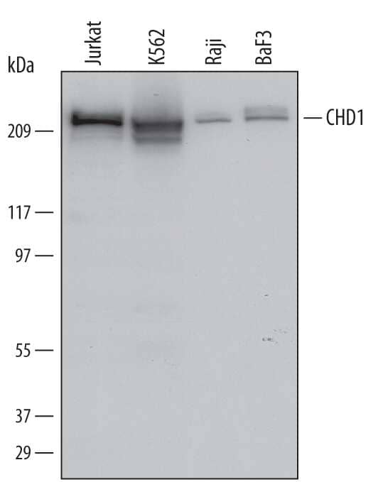 Western blot shows lysates of Jurkat human acute T cell leukemia cell line, K562 human chronic myelogenous leukemia cell line, Raji human Burkitt's lymphoma cell line, and BaF3 mouse pro-B cell line. PVDF Membrane was probed with 0.5 µg/mL of Human CHD1 Monoclonal Antibody (Catalog # MAB6195) followed by HRP-conjugated Anti-Mouse IgG Secondary Antibody (Catalog # HAF007). A specific band was detected for CHD1 at approximately 220 kDa (as indicated). This experiment was conducted under reducing conditions and using Immunoblot Buffer Group 1.