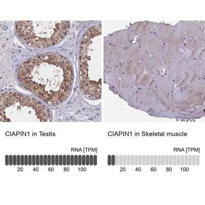 Immunohistochemistry-Paraffin CIAPIN1 Antibody