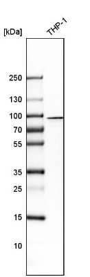 Western Blot: CIN85/SH3KBP1 Antibody [NBP1-85614] - Analysis in human cell line THP-1.