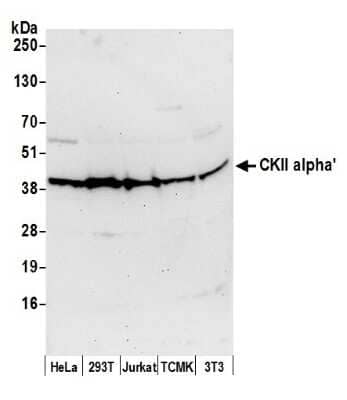 Western Blot: CKII alpha prime polypeptide Antibody [NB100-379] - Detection of Human and Mouse CKII alpha' by Western Blot. Samples: Whole cell lysate (50 ug) from HeLa, 293T, Jurkat, mouse TCMK-1, and mouse NIH3T3 cells prepared using NETN lysis buffer. Antibody: Affinity purified rabbit anti-CKII alpha' antibody NB100-379 used for WB at 0.1 ug/ml. Detection: Chemiluminescence with an exposure time of 30 seconds.
