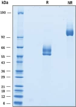 2 μg/lane of Recombinant Human CLEC12B was resolved with SDS-PAGE underreducing (R) and non-reducing (NR) conditions and visualized by Coomassie® Bluestaining, showing bands at 54-66 kDa and 110-135 kDa, respectively.