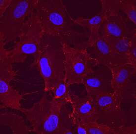 Immunocytochemistry CLEC14A Antibody (743940)