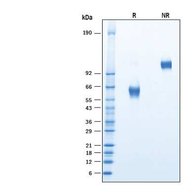 2 μg/lane of Recombinant Human CLEC17A Fc Chimera (Catalog # 10147-CL) was resolved withSDS-PAGE under reducing (R) and non-reducing (NR) conditions and visualized byCoomassie® Blue staining, showing bands at 54-66 kDa and 110-130 kDa, respectively.