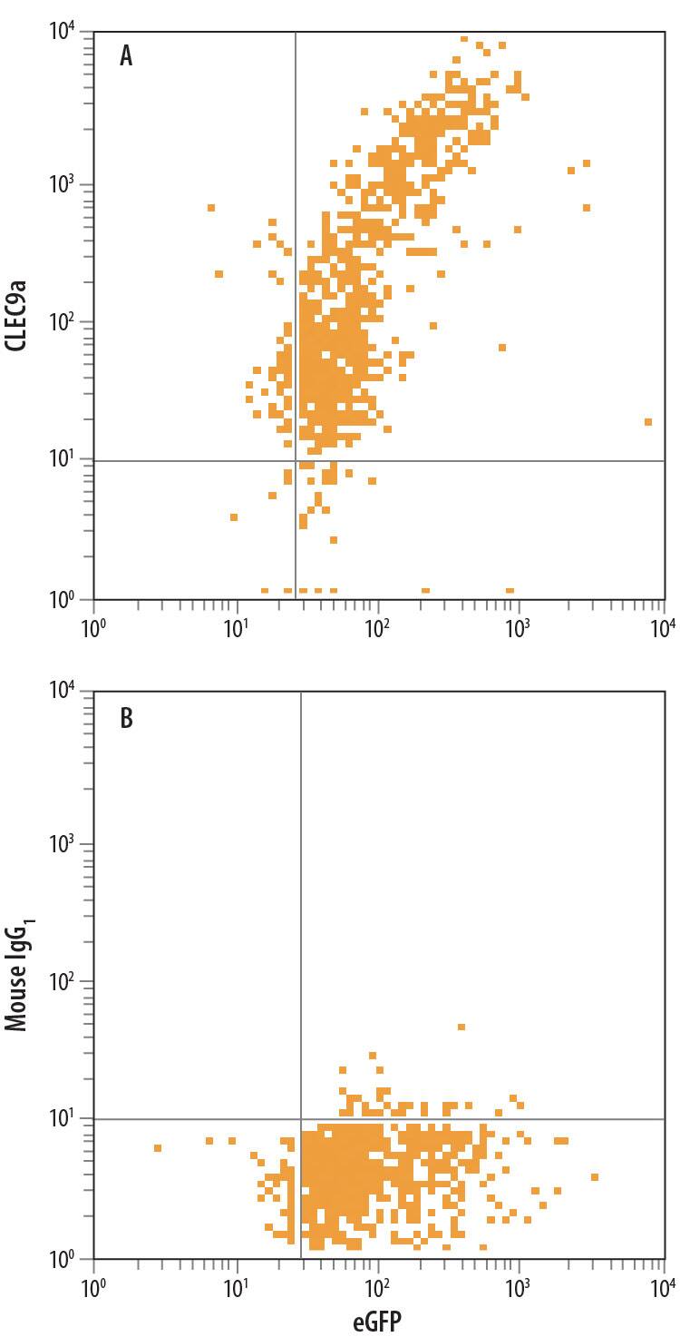 HEK293 human embryonic kidney cell line transfected with human CLEC9a and eGFP was stained with either (A) Mouse Anti-Human CLEC9a APC-conjugated Monoclonal Antibody (Catalog # FAB6049A) or (B) Mouse IgG1Allophycocyanin Isotype Control (Catalog # IC002A). View our protocol for Staining Membrane-associated Proteins.