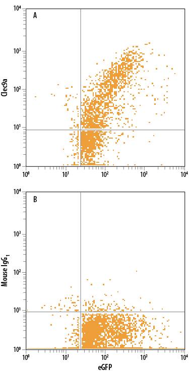 HEK293 human embryonic kidney cell line transfected with human Clec9a and eGFP was stained with either (A) Mouse Anti-Human CLEC9a Alexa Fluor® 700-conjugated Monoclonal Antibody (Catalog # FAB6049N) or (B) Mouse IgG1Alexa Fluor 700 Isotype Control (Catalog # IC002N). View our protocol for Staining Membrane-associated Proteins.