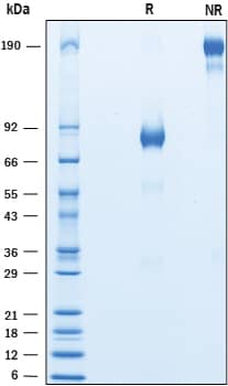 2 μg/lane of Recombinant Mouse CLF‑1/CLC Complex (Catalog # 10088-CL) was resolved with SDS-PAGE underreducing (R) and non-reducing (NR) conditions and visualized by Coomassie® Bluestaining, showing bands at 77-87 kDa and 160-180 kDa, respectively.