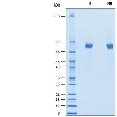 2 μg/lane of Recombinant Human CNTFR/CNTF Complex was  resolved with SDS-PAGE under reducing (R) and non-reducing (NR)  conditions and visualized by Coomassie® Blue staining, showing bands at 74-85 kDa.
