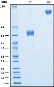 2 μg/lane of Recombinant Human CRACC/SLAMF7 was resolved with SDS-PAGE underreducing (R) and non-reducing (NR) conditions and visualized by Coomassie® Bluestaining, showing bands at 65-75 kDa and 130-150 kDa, respectively.