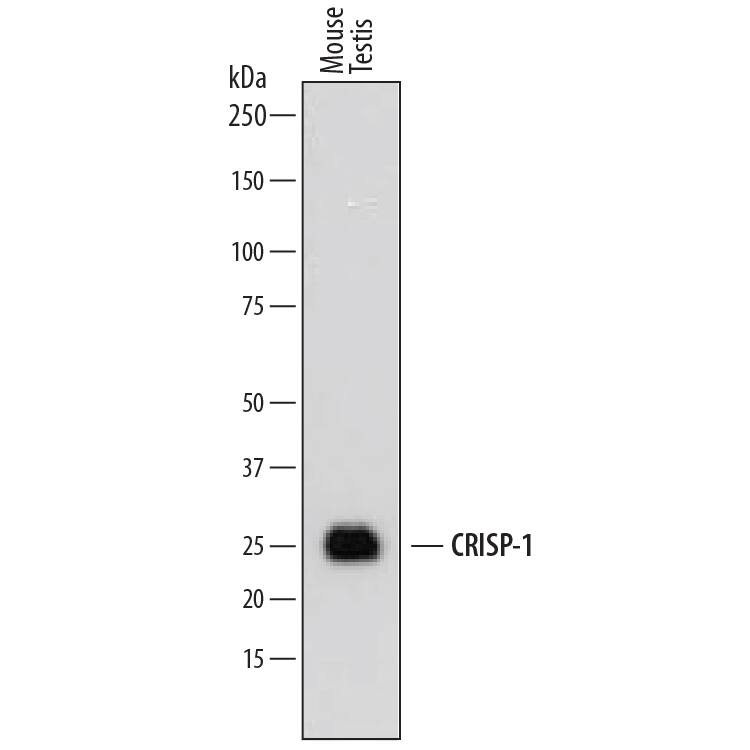 Western blot shows lysates of mouse testis tissue. PVDF membrane was probed with 0.2 µg/mL of Goat Anti-Mouse CRISP-1 Antigen Affinity-purified Polyclonal Antibody (Catalog # AF4675) followed by HRP-conjugated Anti-Goat IgG Secondary Antibody (Catalog # HAF109). A specific band was detected for CRISP-1 at approximately 25-29 kDa (as indicated). This experiment was conducted under reducing conditions and using Immunoblot Buffer Group 1.