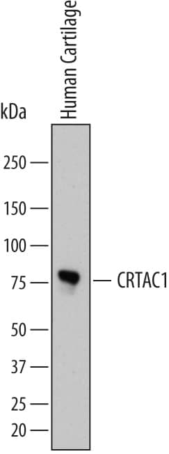 Western blot shows lysates of human cartilage tissue. PVDF membrane was probed with 2 µg/mL of Mouse Anti-Human CRTAC1 Monoclonal Antibody (Catalog # MAB52341) followed by HRP-conjugated Anti-Mouse IgG Secondary Antibody (Catalog # HAF007). A specific band was detected for CRTAC1 at approximately 80 kDa (as indicated). This experiment was conducted under reducing conditions and using Immunoblot Buffer Group 1.