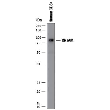 Western blot shows lysates of human CD8+T cells. PVDF membrane was probed with 1 µg/mL of Goat Anti-Human CRTAM Antigen Affinity-purified Polyclonal Antibody (Catalog # AF1695) followed by HRP-conjugated Anti-Goat IgG Secondary Antibody (Catalog # HAF017). A specific band was detected for CRTAM at approximately 85 kDa (as indicated). This experiment was conducted under reducing conditions and using Immunoblot Buffer Group 1.