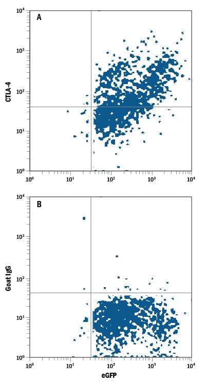 NS0 mouse myeloma cell line transfected with human CTLA-4 and eGFP was stained with either (A) Goat Anti-Human CTLA-4 APC-conjugated Antigen Affinity-purified Polyclonal Antibody (Catalog # FAB386A) or (B) Normal Goat IgG Allophycocyanin Control (Catalog # IC108A). View our protocol for Staining Membrane-associated Proteins.