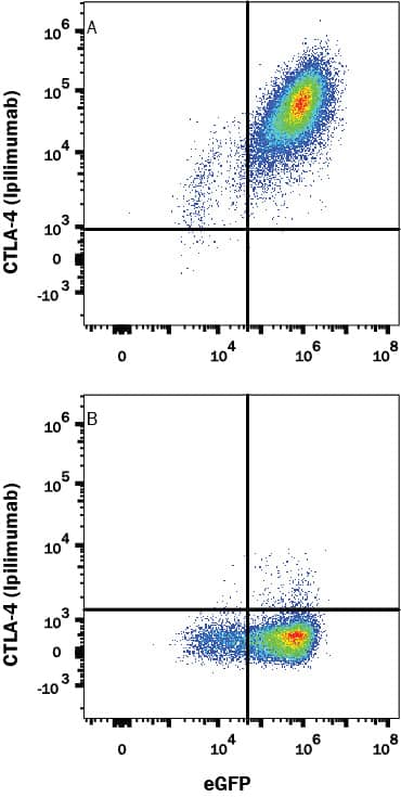 HEK293 Human cell line transfected with (A) Human CTLA-4 or (B) irrelevant transfectants and eGFP was stained with Human Anti-Human CTLA-4 (Research Grade Ipilimumab Biosimilar) Biotinylated Monoclonal Antibody (Catalog # FAB9928B) followed by APC-conjugated Streptavidin (Catalog # F0050). View our protocol for Staining Membrane-associated Proteins.