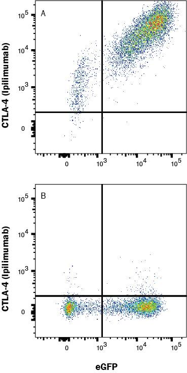 HEK293 Human cell line transfected with (A) Human CTLA-4 or (B) irrelevant transfectants and eGFP was stained with Human Anti-Human CTLA-4 (Research Grade Ipilimumab Biosimilar) PE‑conjugated Monoclonal Antibody (Catalog # FAB9928P). View our protocol for Staining Membrane-associated Proteins.