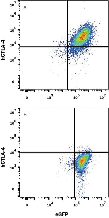 NS0 mouse myeloma cell line transfected with (A) human CTLA-4 or (B) irrelevant transfectants and eGFP was stained with Rabbit Anti-Human CTLA-4 Monoclonal Antibody (Catalog # MAB3252) followed by APC-conjugated Goat anti-Rabbit IgG Secondary Antibody (Catalog # F0111). Quadrants were set based on Normal Rabbit IgG Control Antibody (Catalog # MAB1050, data not shown). View our protocol for Staining Membrane-associated Proteins.