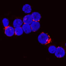 CTLA-4 was detected in immersion fixed human peripheral blood mononuclear cells (PBMCs) using Rabbit Anti-Human CTLA-4 Monoclonal Antibody (Catalog # MAB3252) at 3 µg/mL for 3 hours at room temperature. Cells were stained using the NorthernLights™ 557-conjugated Anti-Rabbit IgG Secondary Antibody (red; Catalog # NL004) and counterstained with DAPI (blue). Specific staining was localized to cell surfaces. View our protocol for Fluorescent ICC Staining of Non-adherent Cells.