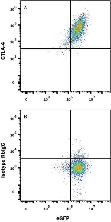 NS0 mouse myeloma cell line transfected with human CTLA-4 and eGFP was stained with (A) Rabbit Anti-Human CTLA-4 Monoclonal Antibody (Catalog # MAB3253) or (B) Normal Rabbit IgG Control Antibody (Catalog # MAB1050) followed by APC-conjugated Goat anti-Rabbit IgG Secondary Antibody (Catalog # F0111). View our protocol for Staining Membrane-associated Proteins.