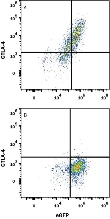 HEK293 Human cell line transfected with (A) Human CTLA-4 or (B) irrelevant transfectants and eGFP was stained with Human Anti-Human CTLA-4 (Research Grade Ipilimumab) Monoclonal Antibody (Catalog # MAB9928) followed by APC-conjugated Anti-Human IgG Secondary Antibody (Catalog # F0135). View our protocol for Staining Membrane-associated Proteins.