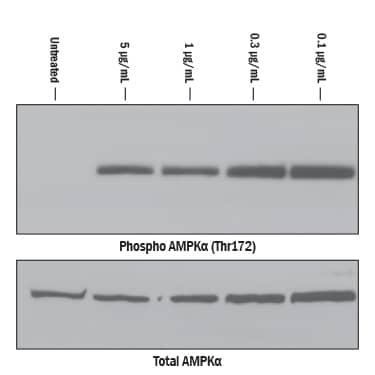 Recombinant Human CTRP2/C1qTNF2 Induces Phosphorylation of AMPK in C2C12 Differentiated Myocytes.  C2C12 differentiated myocytes were treated with Recombinant Human CTRP2/C1qTNF2 (Catalog # 9436‑TN) for 1 hour prior to Western blot analysis.