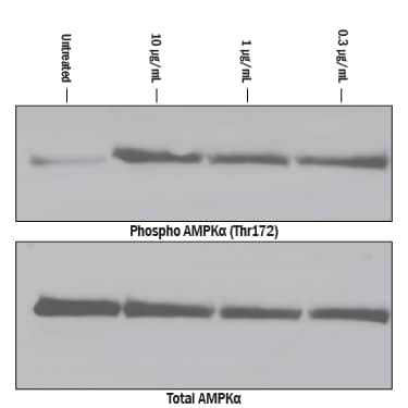 Bioactivity C1qTNF5/CTRP5 [Unconjugated]