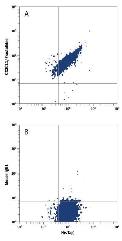 NS0 mouse myeloma cell line transfected with His-tagged human CX3CL1 was stained with Mouse Anti-His Tag PE-conjugated Monoclonal Antibody (Catalog # IC050P) and either (A) Mouse Anti-Human CX3CL1/Fractalkine APC-conjugated Monoclonal Antibody (Catalog # IC365A) or (B) Mouse IgG1Allophycocyanin Isotype Control (Catalog # IC002A). To facilitate intracellular staining, cells were fixed with Flow Cytometry Fixation Buffer (Catalog # FC004) and permeabilized with Flow Cytometry Permeabilization/Wash Buffer I (Catalog # FC005). View our protocol for Staining Intracellular Molecules.