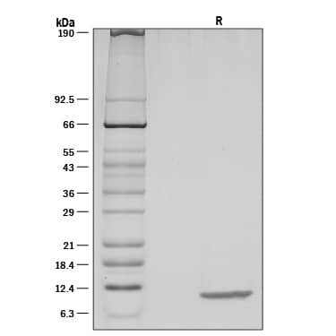 1 µg/lane of Recombinant Human CXCL10/IP-10/CRG-2 was resolved with SDS-PAGE under reducing (R) conditions and visualized by silver staining, showing a single band at 9 kDa.