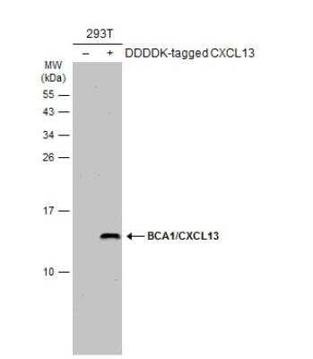 CXCL13/BLC/BCA-1 Antibody - BSA Free (NBP2-16041): Novus Biologicals