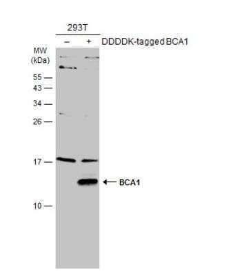 Western Blot: CXCL13/BLC/BCA-1 Antibody [NBP2-16041] - Non-transfected (-) and transfected (+) 293T whole cell extracts (30 ug) were separated by 15% SDS-PAGE, and the membrane was blotted with BCA1 antibody [N3C3] diluted at 1:1000. The HRP-conjugated anti-rabbit IgG antibody (NBP2-19301) was used to detect the primary antibody.