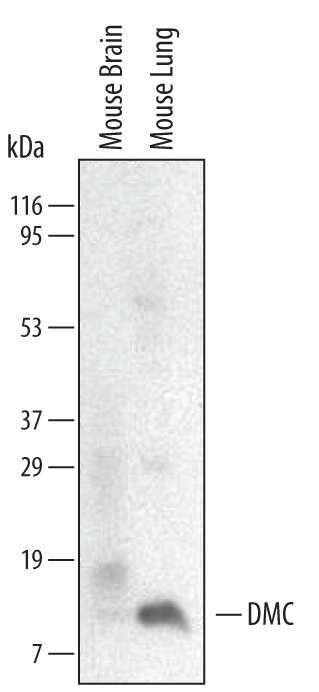Western blot shows lysates of mouse lung tissue. PVDF membrane was probed with 2 µg/mL of Rat Anti-Mouse CXCL17 Monoclonal Antibody (Catalog # MAB4270) followed by HRP-conjugated Anti-Rat IgG Secondary Antibody (Catalog # HAF005). A specific band was detected for CXCL17 at approximately 11 kDa (as indicated). This experiment was conducted under reducing conditions and using Immunoblot Buffer Group 1 (with 3% BSA instead of 5% milk in the Antibody Solution).