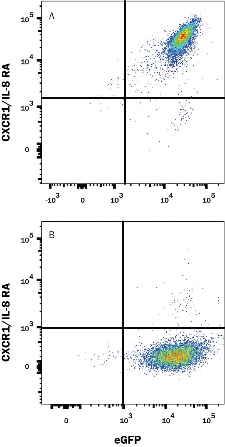 HEK293 human embryonic kidney cell line transfected with either (A) mouse CXCR1/IL-8 RA or (B) mouse CXCR2/IL-8 RB and eGFP was stained with Rabbit Anti-Mouse CXCR1/IL-8 RA PE-conjugated Monoclonal Antibody (Catalog # FAB8628P). Quadrant markers were set based on control antibody staining (Catalog # IC105P). View our protocol for Staining Membrane-associated Proteins.