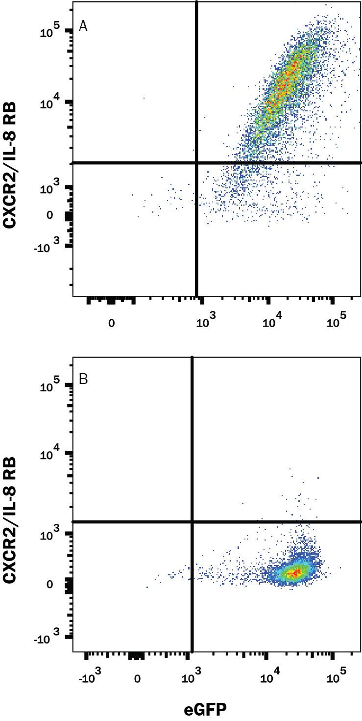 HEK293 human embryonic kidney cell line transfected with either (A) mouse CXCR2/IL-8 RB or (B) mouse CXCR1/IL-8 RA and eGFP was stained with Rat Anti-Mouse CXCR2/IL-8 RB APC-conjugated Monoclonal Antibody (Catalog # FAB2164A). Quadrant markers were set based on control antibody staining (Catalog # IC005A). View our protocol for Staining Membrane-associated Proteins.