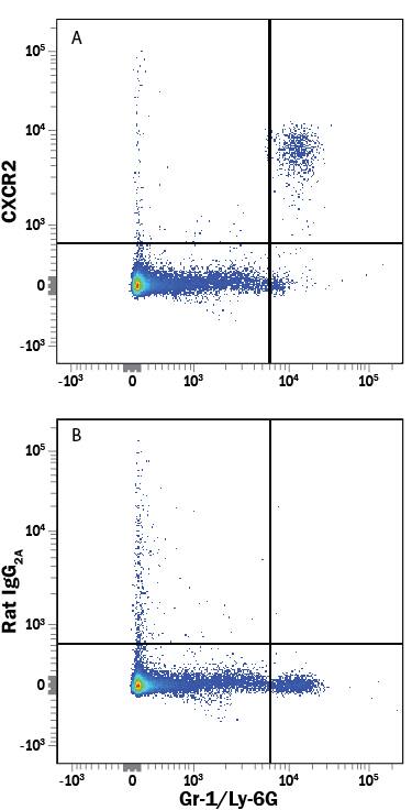 Mouse splenocytes were stained with Rat Anti-Mouse Gr-1/Ly-6G Fluorescein-conjugated Monoclonal Antibody (Catalog # FAB1037F) and either (A) Rat Anti-Mouse CXCR2/IL-8 RB APC-conjugated Monoclonal Antibody (Catalog # FAB2164A) or (B) Rat IgG1Allophycocyanin Isotype Control (Catalog # IC005A). View our protocol for Staining Membrane-associated Proteins.
