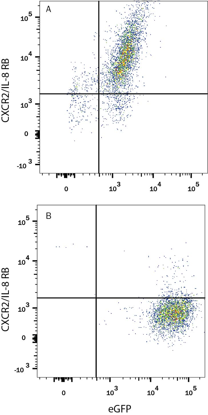 HEK293 human embryonic kidney cell line transfected with either (A) rat CXCR2/IL-8 RB or (B) irrelevant transfectants and eGFP was stained with Mouse Anti-Rat CXCR2/IL-8 RB APC-conjugated Monoclonal Antibody (Catalog # FAB8110A). Quadrant markers were set based on control antibody staining (Catalog # IC0041A). View our protocol for Staining Membrane-associated Proteins.